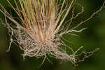 Densetuft hairsedge